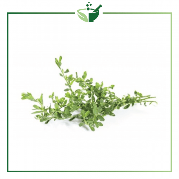 Knotgrass Powder
